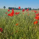 Q1, Ruhe Und Erholung In Der Eifel *