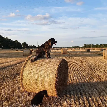 Q1, Ruhe Und Erholung In Der Eifel بيت للعطل زولبيتش