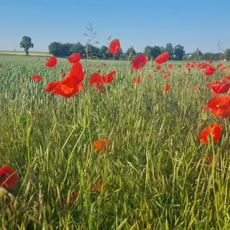 Q1, Ruhe Und Erholung In Der Eifel *