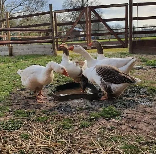 Q1, Ruhe Und Erholung In Der Eifel Feriehus Zulpich