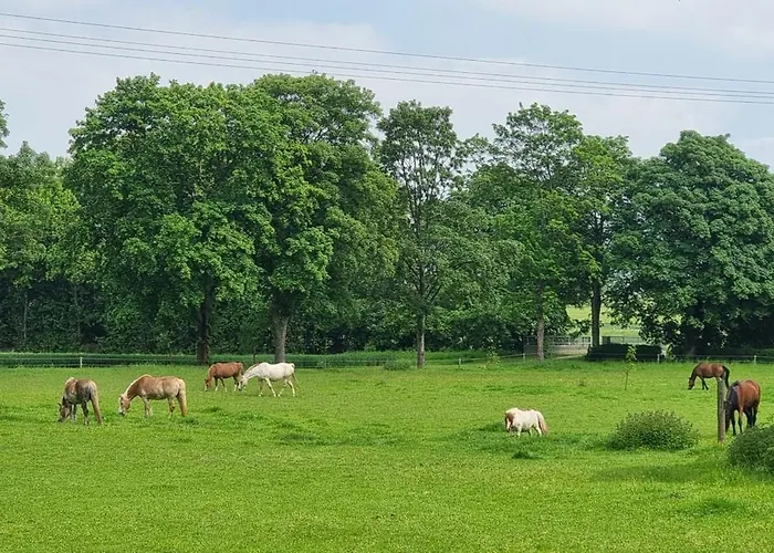 Q1, Ruhe Und Erholung In Der Eifel
