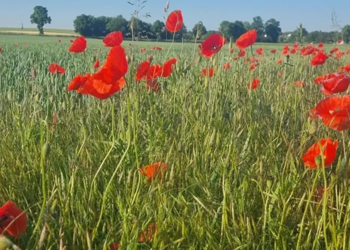 Q1, Ruhe Und Erholung In Der Eifel *